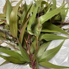 レモンユーカリ　　10本