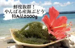 やんばる産海ぶどう茎付4キロ | Mercari