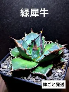 アガベ チタノタ 紅獅 【金剛】鉢植え発送‼️① - メルカリ