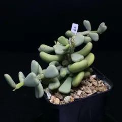 ケラリア ピグマエア 実生 塊根植物 CP-038 - メルカリ