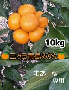 ★まあ様専用★三ヶ日みかん