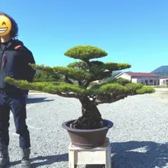 八房 五葉松 ◆ 引取限定価格❗️ 八房五葉松(明星) 【公式通販】