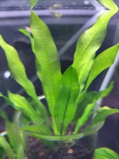 せつ様 リクエスト 2点 まとめ商品