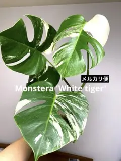 2025年最新】monstera alboの人気アイテム - メルカリ