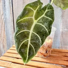 み*ー様 速達　アロカシア　ワトソニアナ　オーレア　var 斑入り　アロイド み*ー様 速達 アロカシア ワトソニアナ オーレア var 斑入り