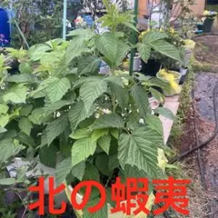 2026年最新】ラズベリー 苗 トゥラミーンの人気アイテム - メルカリ