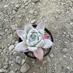 2025年最新】コロラータルーフの人気アイテム - メルカリ