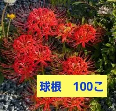 赤花ネムノキ ヒネム ベニゴウカン 観葉植物 - メルカリ