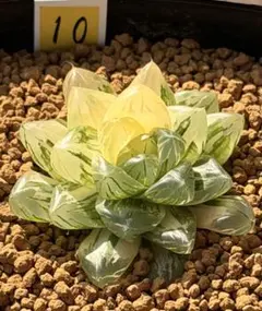 ハオルチア オブツーサ錦⭐️ 花火⭐️ 虹色、光沢、透明度高 美苗 美