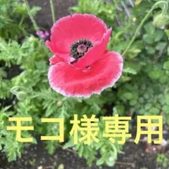 桃色オオデマリジェミニ挿し木用挿し穂 ビバーナムガーデニング