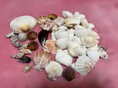 貝殻 ハンドメイド素材 多数