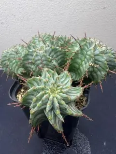 ユーフォルビア ホリダ ゼブラ ①多肉植物 サボテン 子株 観葉植物