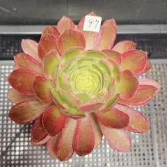 アエオニウム アリス錦15頭以上 メルカリ便発送 - メルカリ