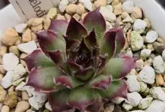 Ｎａｃｈｔｍｅｌｏｄｉｅ　Sempervivum　センペルビブムのサムネイル