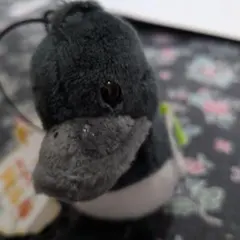 ぺたぺたアヒル隊