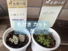 2025年最新】古都の葉の人気アイテム - メルカリ