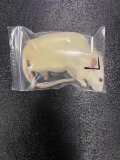 佐*広様 40匹セット150g～200g冷凍ラット 40匹セット150g～200g冷凍ラット - メルカリ