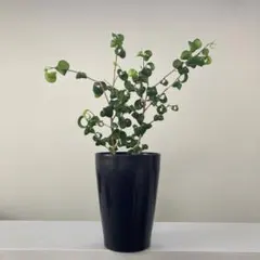 2025年最新】その他観葉植物の人気アイテム - メルカリ