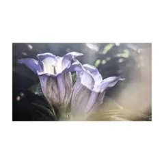 夢み♡様 リクエスト 5点 まとめ商品