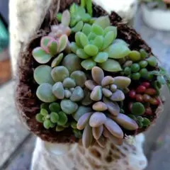 島田様 リクエスト 2点 まとめ商品