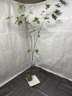 美品 ダイワ 鮎ダモ W-3660FF 袋だも 36cm 鮎釣り 鮎 たも 渓流 - メルカリ