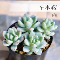 ❀るなこむ❀様 リクエスト 2点 まとめ商品《値引き》