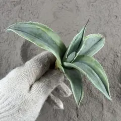 煮*し様 【アガベ オバティフォリア“オルカ”】地植え/-18℃まで/極上　L2のサムネイル