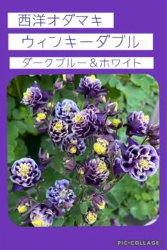 西洋オダマキ　ウィンキーダブル　ダークブルー＆ホワイト　種30粒のサムネイル