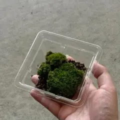 ホソバオキナゴケ・山苔（Sサイズパック）｜盆栽・苔庭・テラリウム