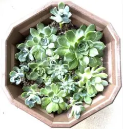 多肉植物 寄せ植え エケベリア属 観葉植物 根付きのサムネイル