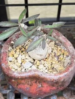 2025年最新】ユーフォルビアの人気アイテム - メルカリ