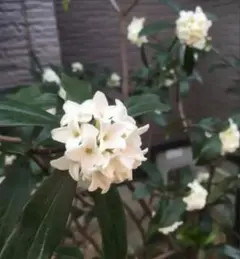 2025年最新】沈丁花の人気アイテム - メルカリ