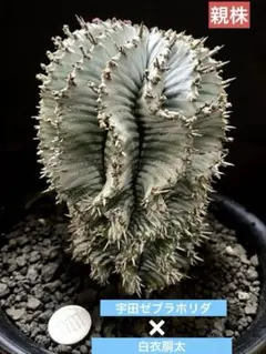 プ*フ様 ユーフォルビアホリダ Ver.ゲレンデ×宇田ゼブラホリダ 特級ゼブラ班 プ*フ様 ユーフォルビアホリダ Ver.ゲレンデ×宇田ゼブラホリダ