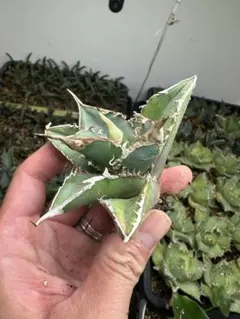 2025年最新】緑幽霊 アガベの人気アイテム - メルカリ