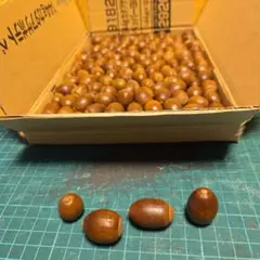 どんぐりミックス120個No.619
