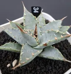 蠍蟹 (小株)/Agave gypsophila x isthmensis - メルカリ