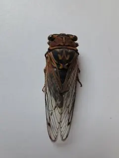 セミ標本【アカエゾゼミ】L 稀少種 昆虫標本 - メルカリ