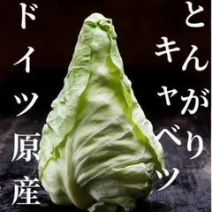 【増量中】野菜の種 とんがりキャベツ（シュピッツコール）50粒 珍しい