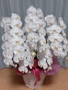 光触媒 人工観葉植物 ウォールグリーン フェイクグリーン 胡蝶蘭2色