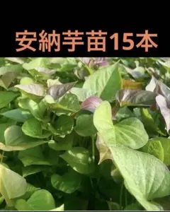 てんてん様 リクエスト 2点 まとめ商品