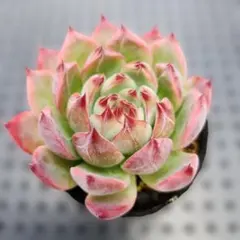 ☆hana☆様 リクエスト 5点 まとめ商品