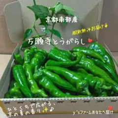 万願寺とうがらし❤✨京の昔〜ながらの夏野菜ってどんな味！？増量箱❤本日発送♪のサムネイル