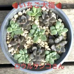 2025年最新】ロウルサンコ 多肉の人気アイテム - メルカリ