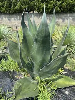 サルミアナフェロックス　グリーンゴブレット アガベ サルミアナ・フェロックス ”グリーンゴブレット