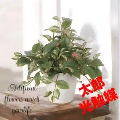 光触媒　人工観葉植物　ウォールグリーン　フェイクグリーン　ツートンホヤ