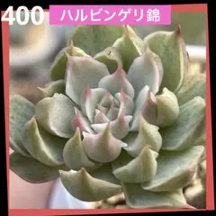 2025年最新】ハルビンゲリ錦の人気アイテム - メルカリ