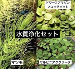 水質浄化セット　マツモ　サルビニアククラータ　ドワーフアマゾンフロッグピットのサムネイル