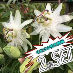 【送料込】季節限定！特別価格♡白トケイソウ♡ コンスタンスエリオット♡鉢ごと発送のサムネイル