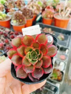 2026年最新】魅金ローズ アエオニウムの人気アイテム - メルカリ