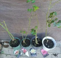 2025年最新】接ぎ木バラ苗の人気アイテム - メルカリ